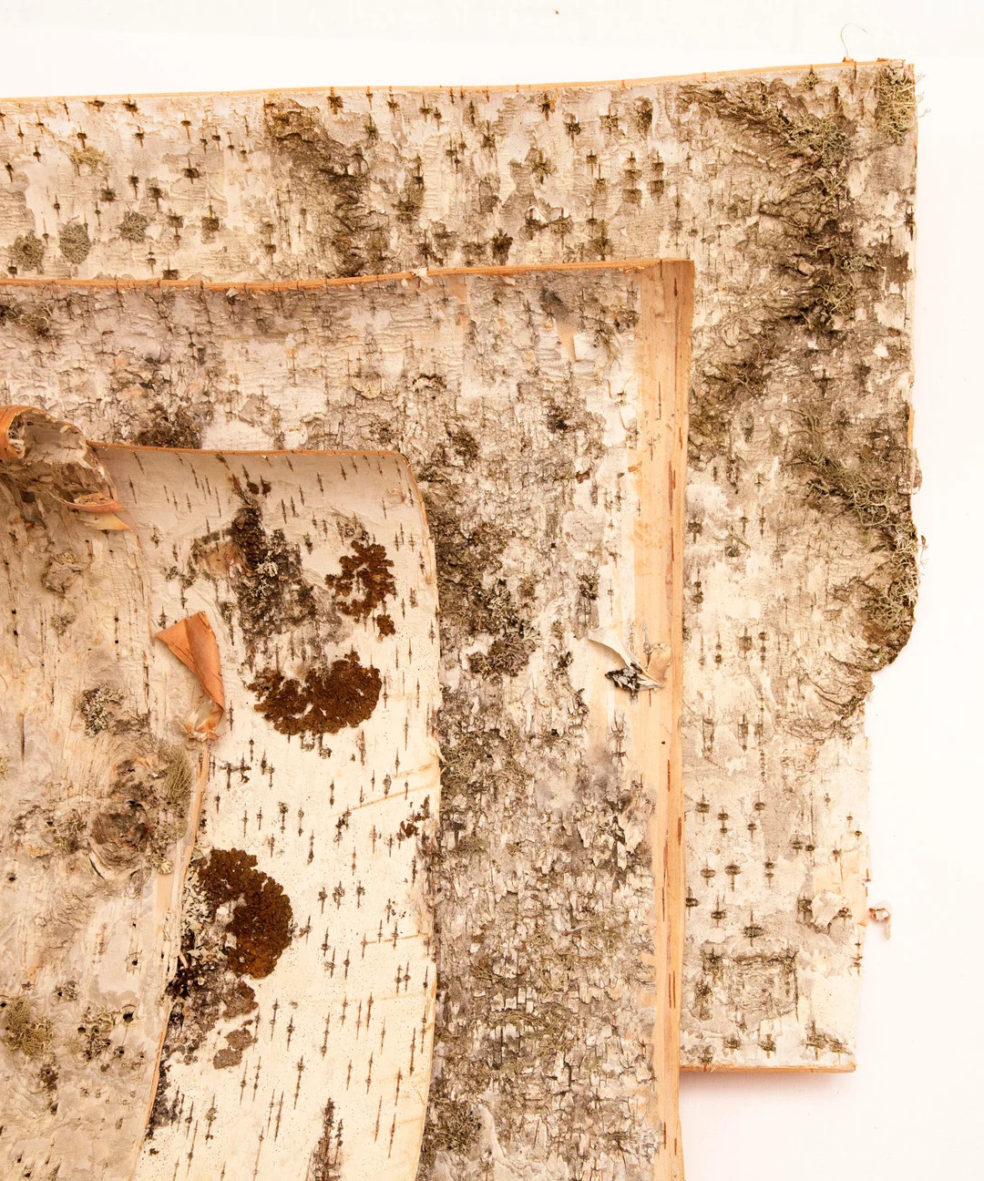 Birch Bark in Sheets for Handicrafts and Decoration - Etsy | Etsy (US)