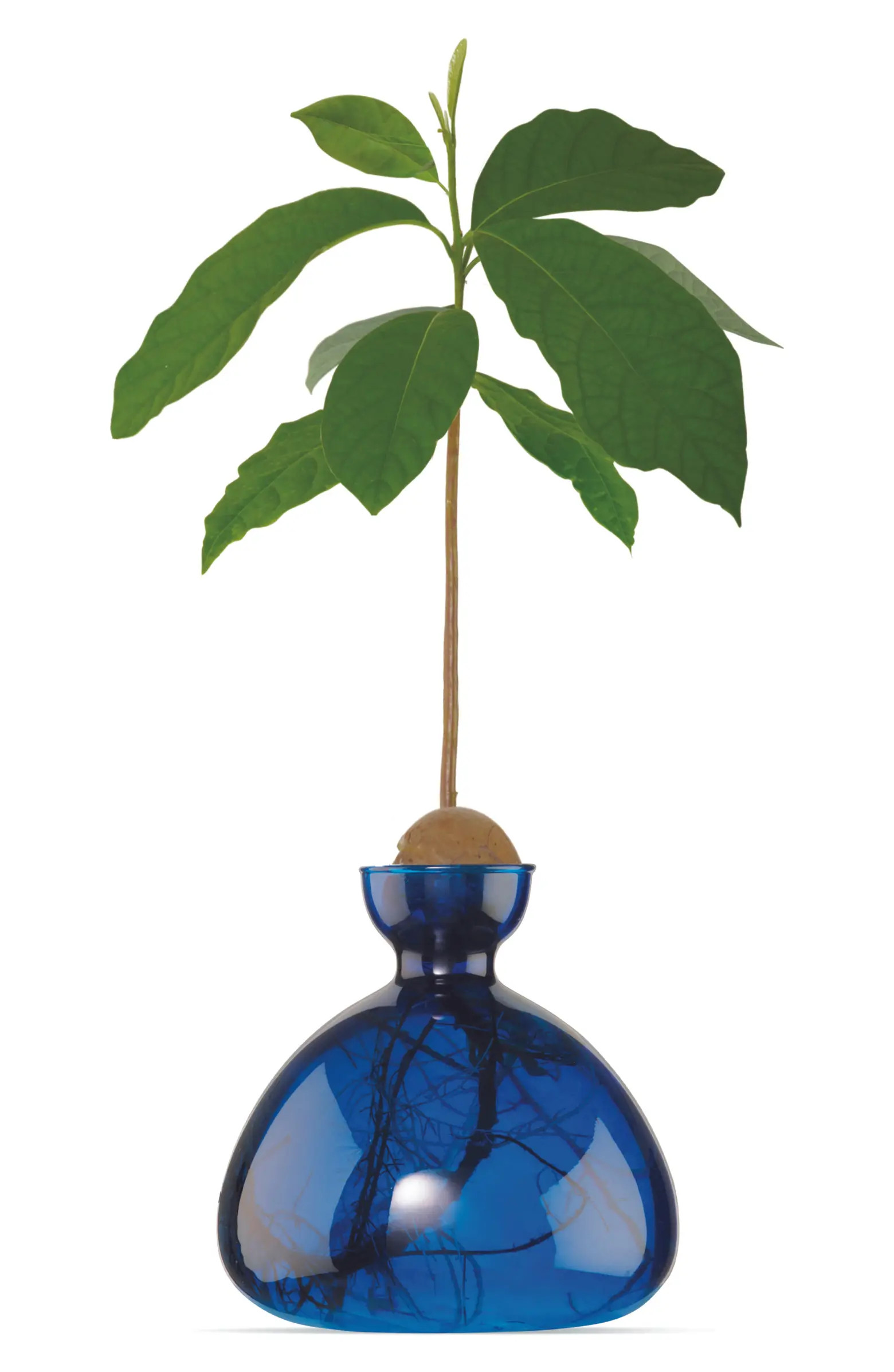 Avocado Vase | Nordstrom