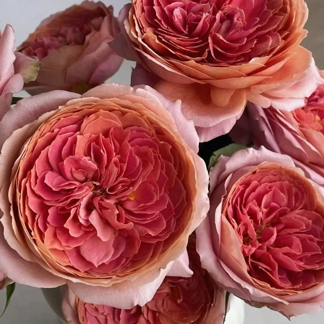 Romantic Antique Rose: Pink & Apricot Cut Flower | Etsy (US)