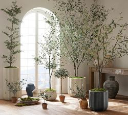 Faux Olive Bundle | Pottery Barn (US)