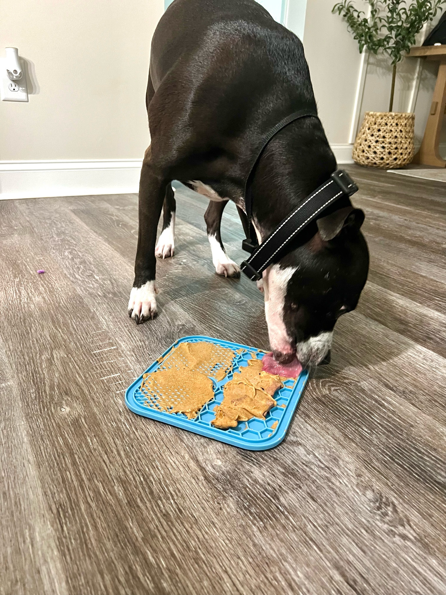 Freezer lick mats for dogs! The perfect distraction or treat for your furry friend! Peanut butter and smashed bananas are my go to! 

#LTKunder50 #LTKFind #LTKhome