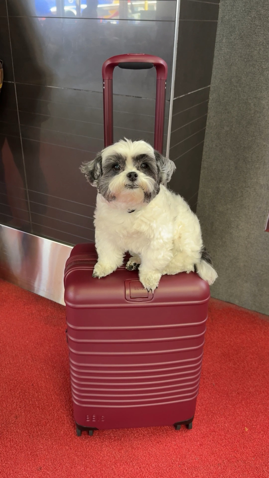 The best luggage and travel companion ♥️  Fav luggage is on sale! It rolls so smoothly and the interior design is flawless. Comes in so many different colors. Grab it while you can because this Beis luggage rarely goes on sale. 

Luggage, Beis, travel, The Stylizt 




#LTKSaleAlert #LTKTravel #LTKdayinmylife