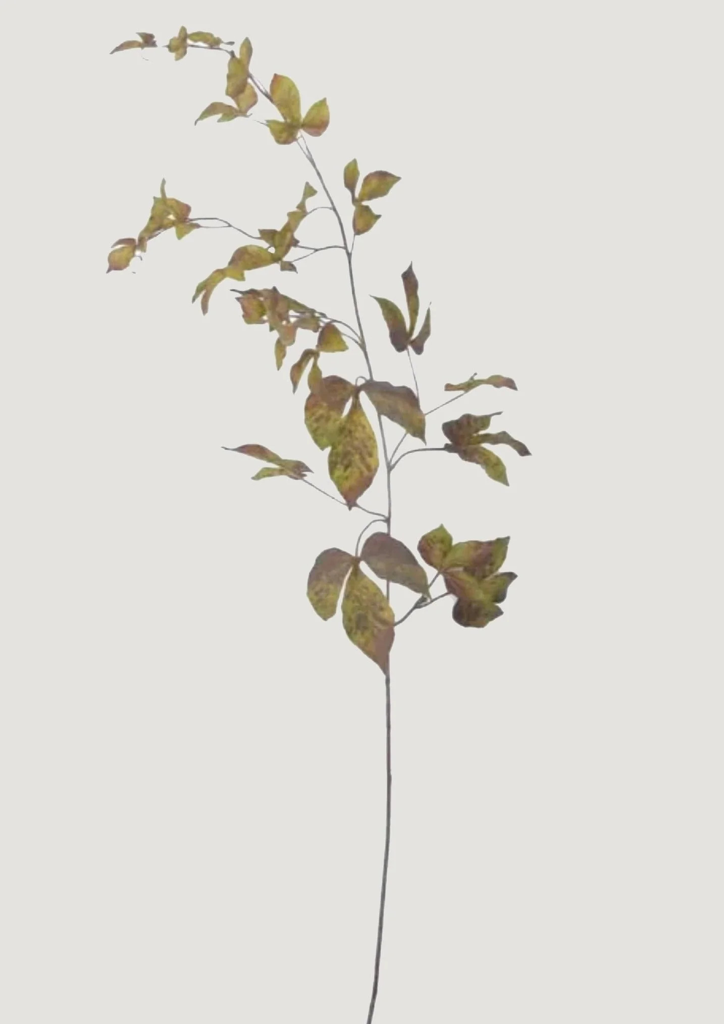 Tall Faux Grape Ivy Branch in Green Eggplant - 48" | Afloral