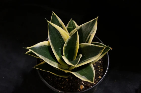 Sansevieria trifasciata 'Hahnii' [Bold Variegated Margin] | Etsy (US)