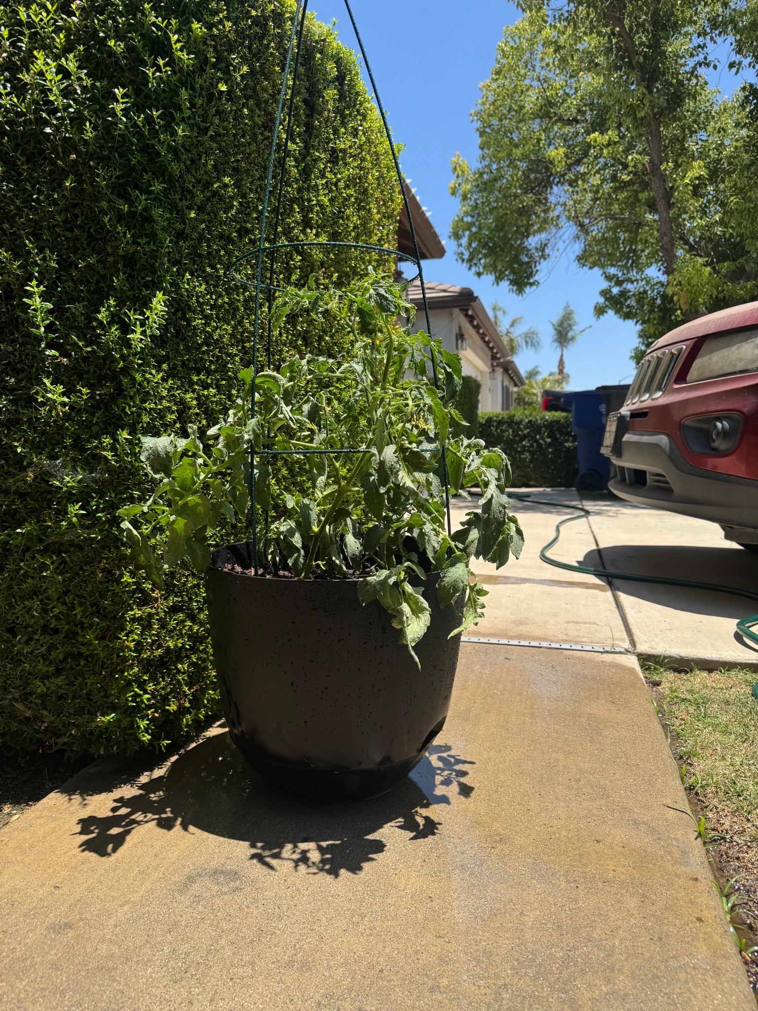 Gardening plant 🪴 