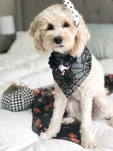 Shop my dog bandana and hair bow at mybowtiebazaar.com and my dog necklace at agirlsyorkie.com 🐾 —dog model grooming supplies--
#ltkdog #dog #fashion #fall #halloween #decor #falldecor #homedecor #dogaccessories #dogbandana #dogmodel #dogmom 

#LTKSeasonal #LTKfamily #LTKstyletip