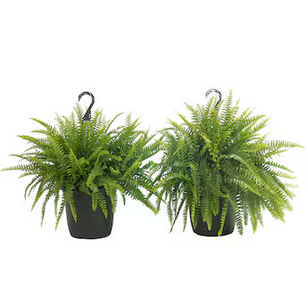 Costa Farms Boston Fern House Plant in 10-in Hanging Basket 2-Pack | Lowe's
