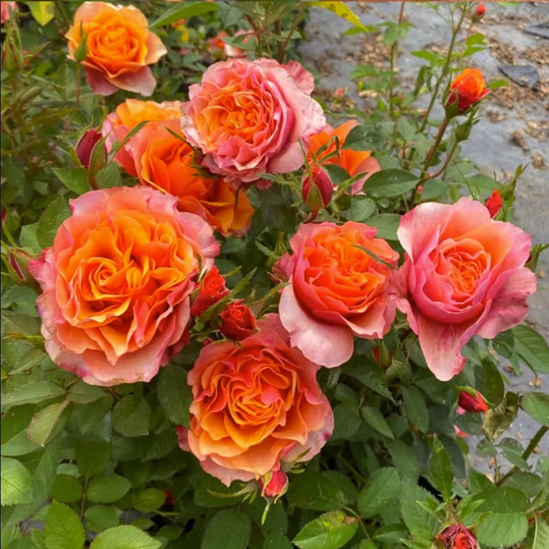 Rose El Paso Forever 艾帕索 Continue Blooming. Fast Repeat Blooming. Live Plant. - Etsy | Etsy (US)