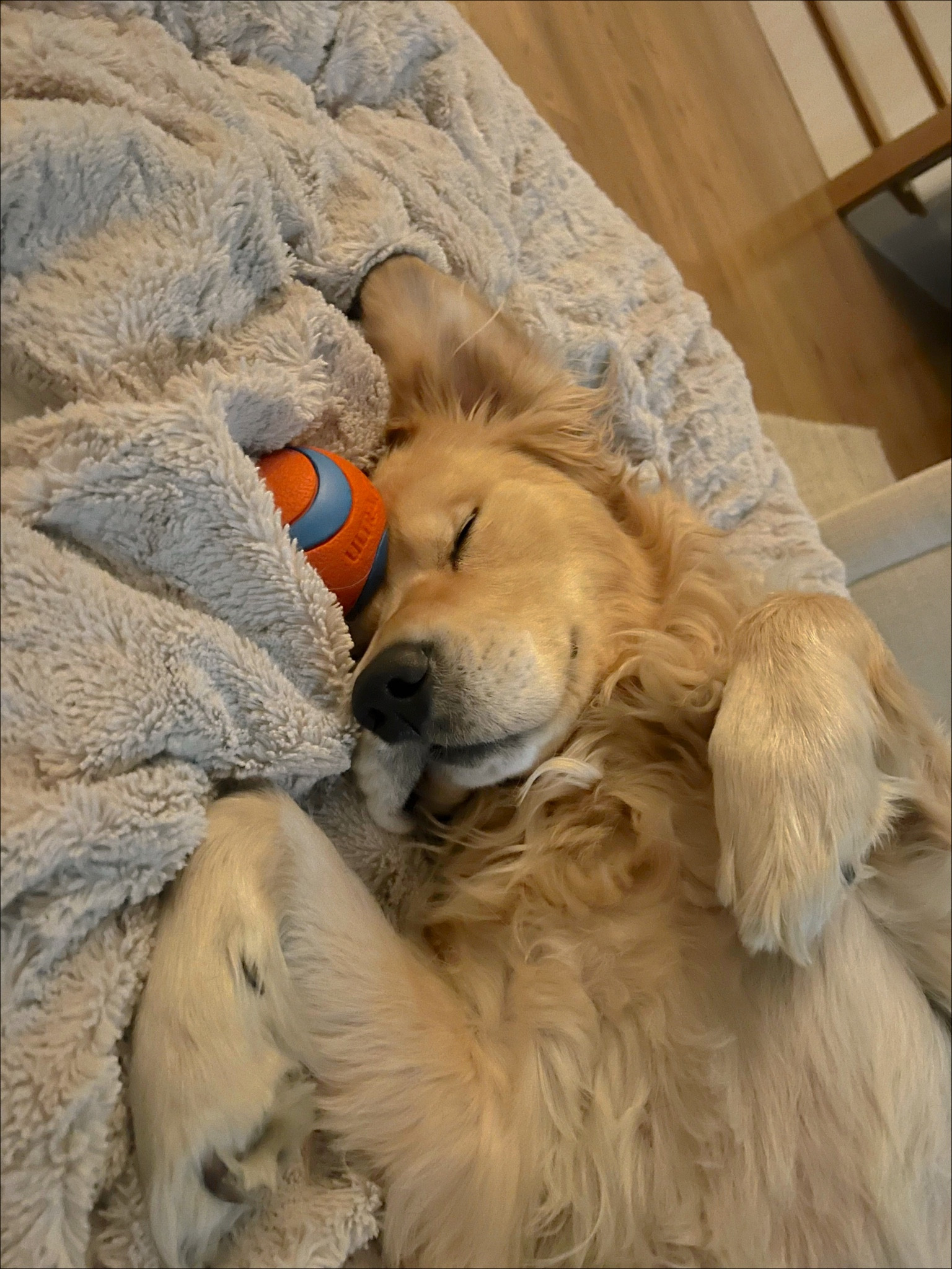 his favorite bed & ball 

#LTKunder50 #LTKfamily #LTKFind