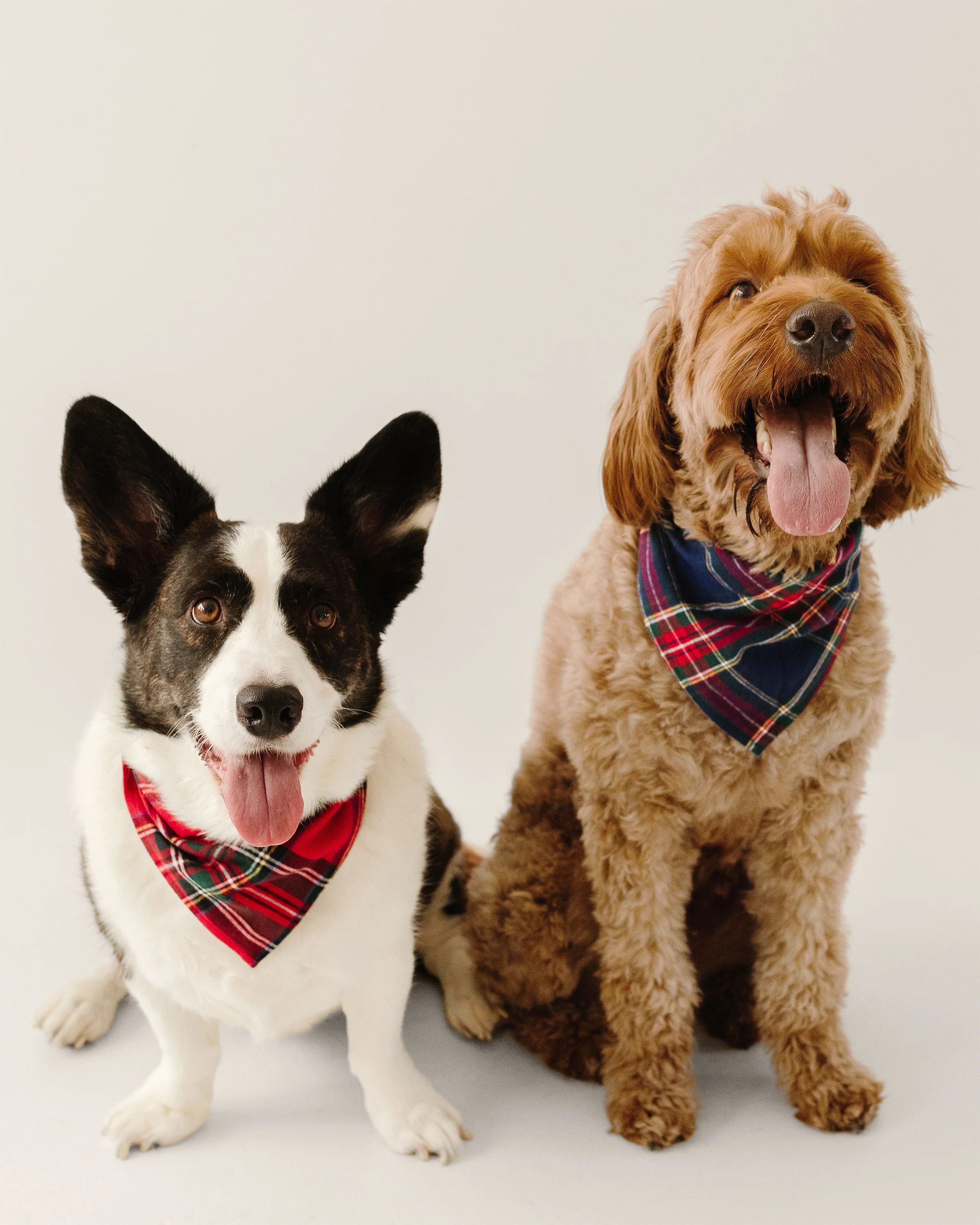 Brushed Cotton Dog Bandana in Windsor Tartan | Petite Plume