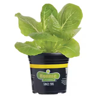 Bonnie Plants 6PK Lettuce - Romaine Green-0051 - The Home Depot | The Home Depot
