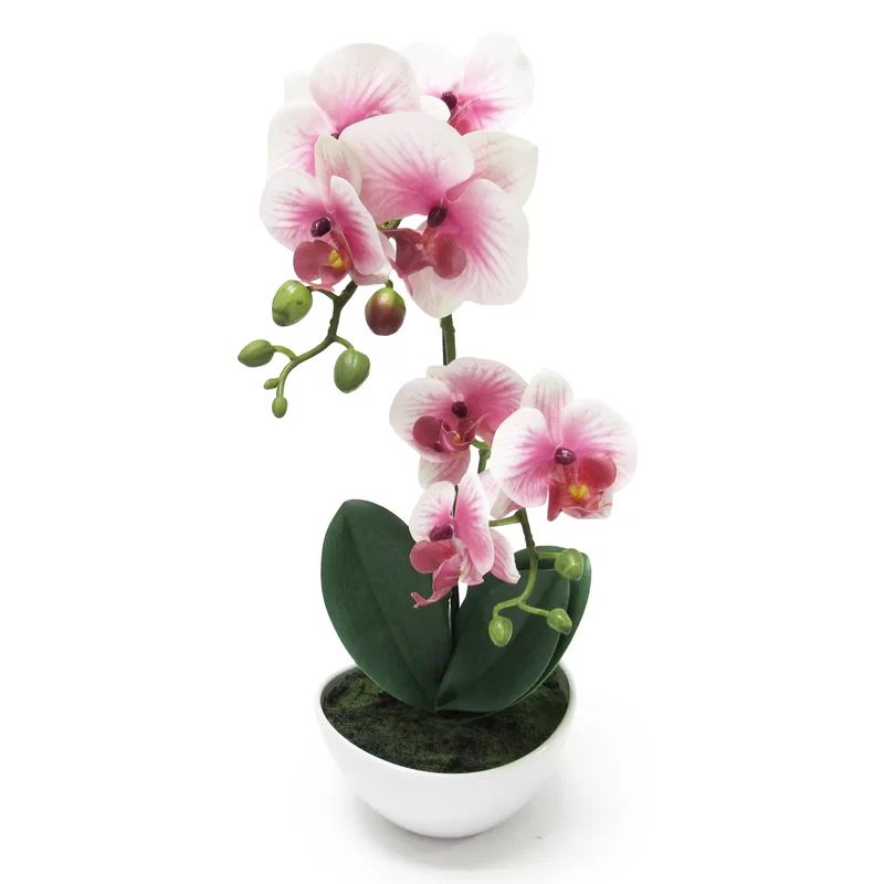 Phalaenopsis Orchid Flower Arrangements in Planter | Wayfair North America