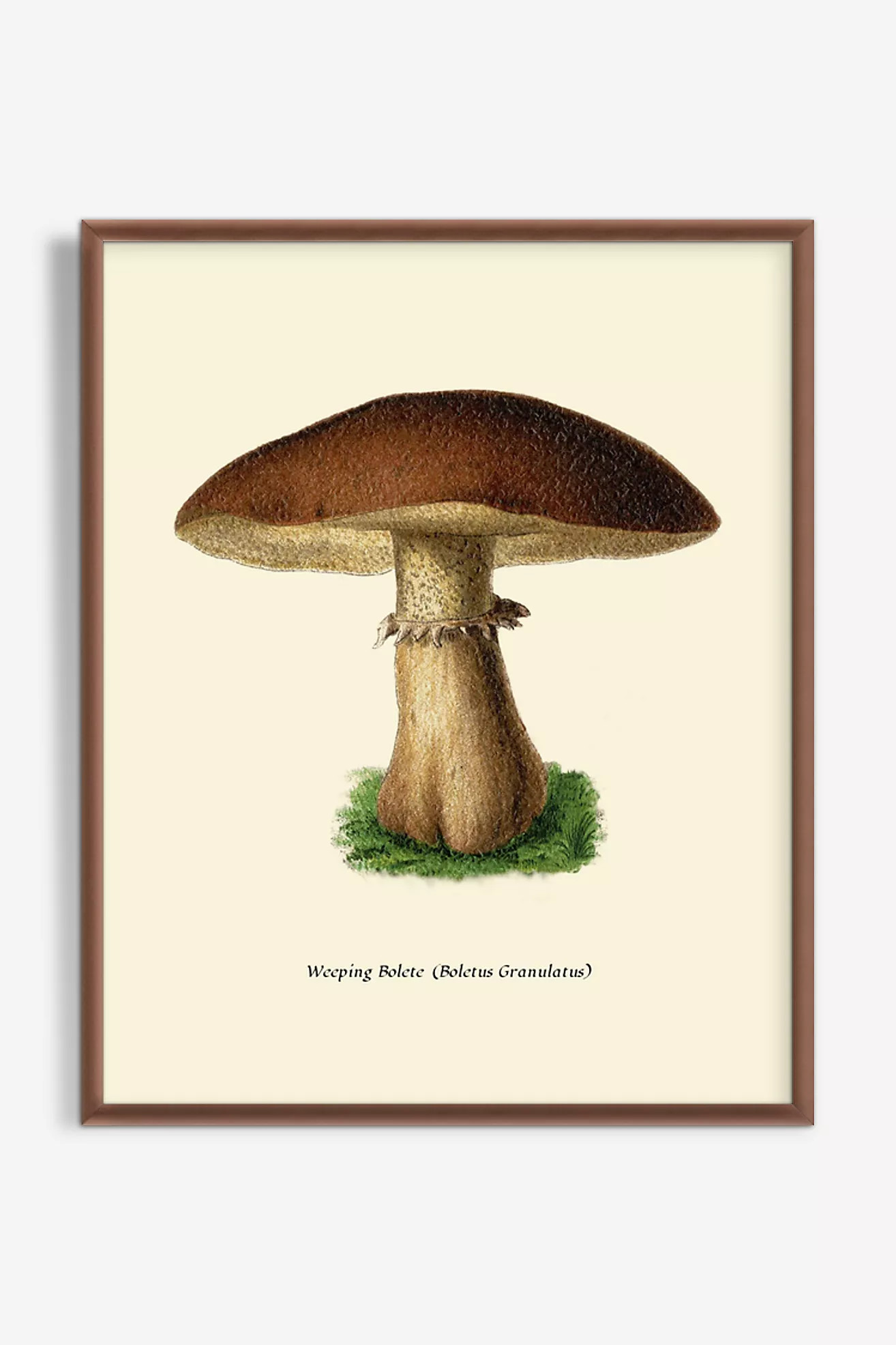 Mushroom Study Wall Art | Anthropologie (US)