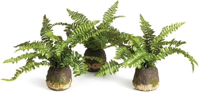Napa Home & Garden Boston Fern Drop-INS, Set of 3 | Amazon (US)