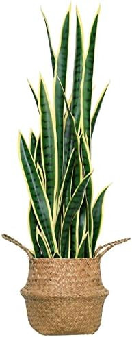 Amazon.com: Hanamono Artificial 31.5" Snake Plant, Large Faux Potted Sansevieria Tree Home Decor ... | Amazon (US)
