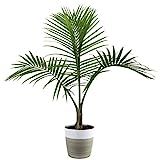 Costa Farms Majesty Palm Tree, Live Indoor Plant, 3 to 4-Feet Tall, Ships with Décor Planter, Fr... | Amazon (US)