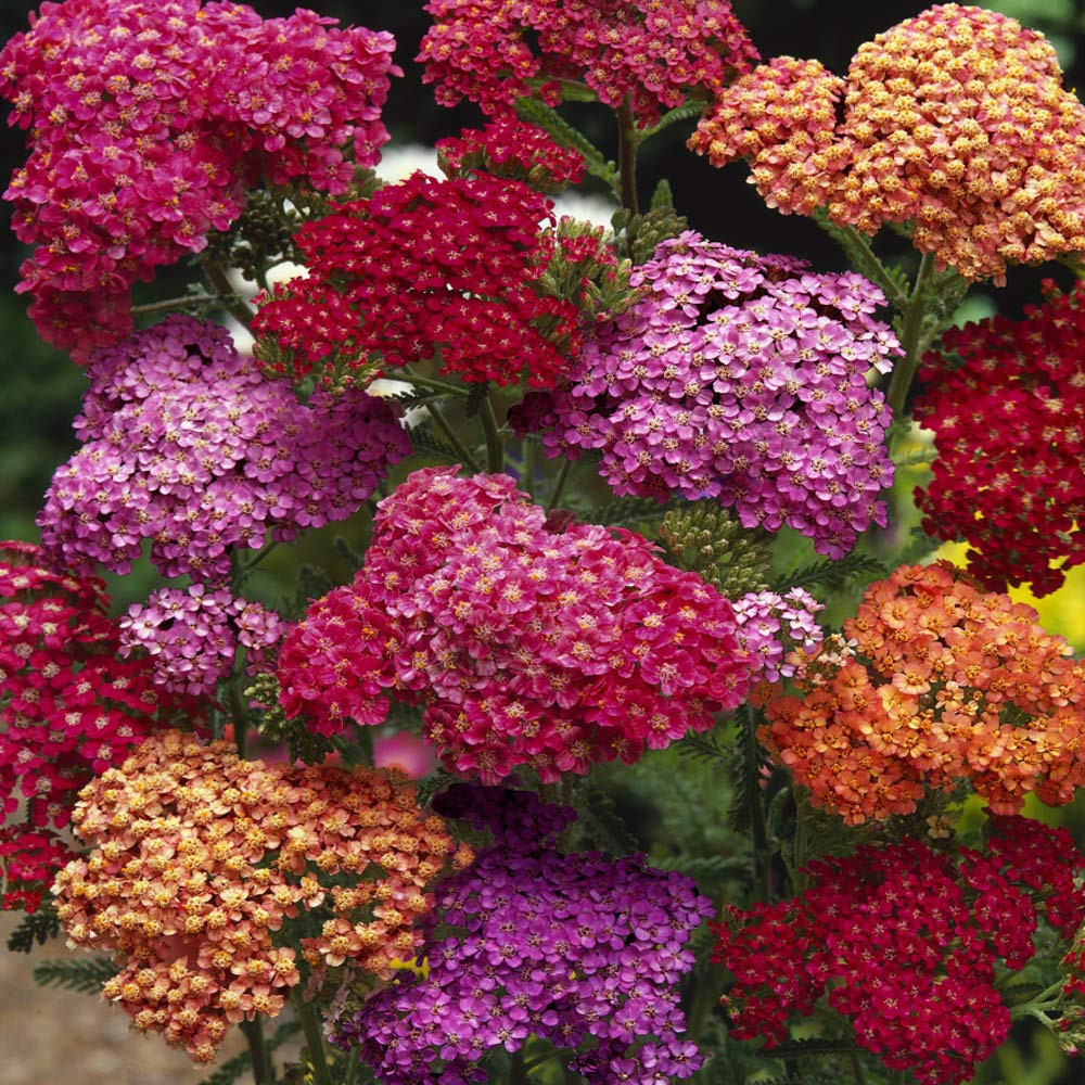 Outsidepride Summer Berries Mix Yarrow Seeds – 1000 Pcs. Perennial, Versatile, Clump-Forming, &... | Amazon (US)