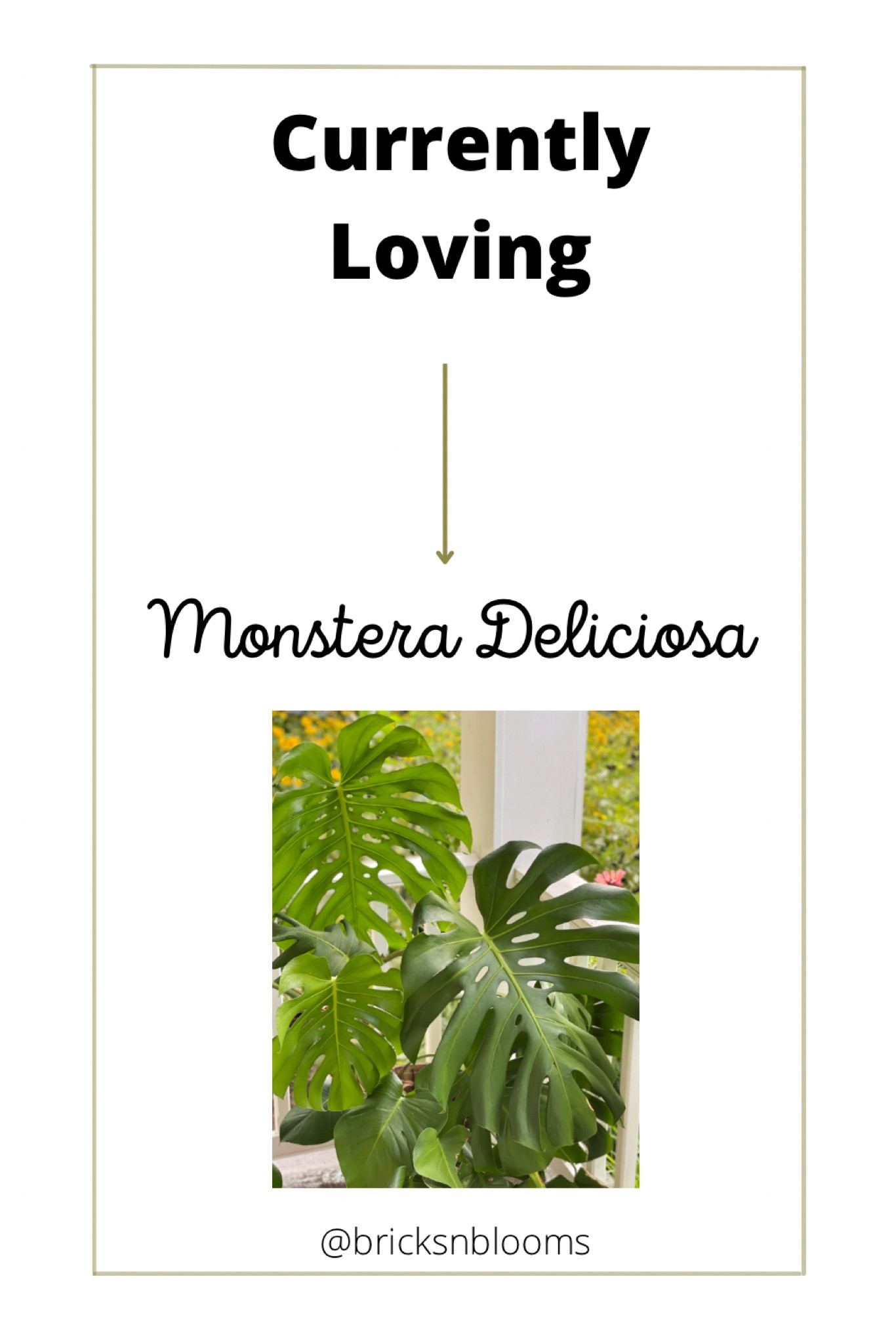 Monstera Deliciosa makes quite a statement in the home! Easy to care for and easy to grow plant that looks pretty and helps purify the air too! 

#LTKstyletip #LTKhome #LTKsalealert