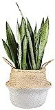 Costa Farms Sansevieria Zeylanica, Snake Live Indoor Plant Fresh from Our Farm, 2-Feet Tall, Gray... | Amazon (US)