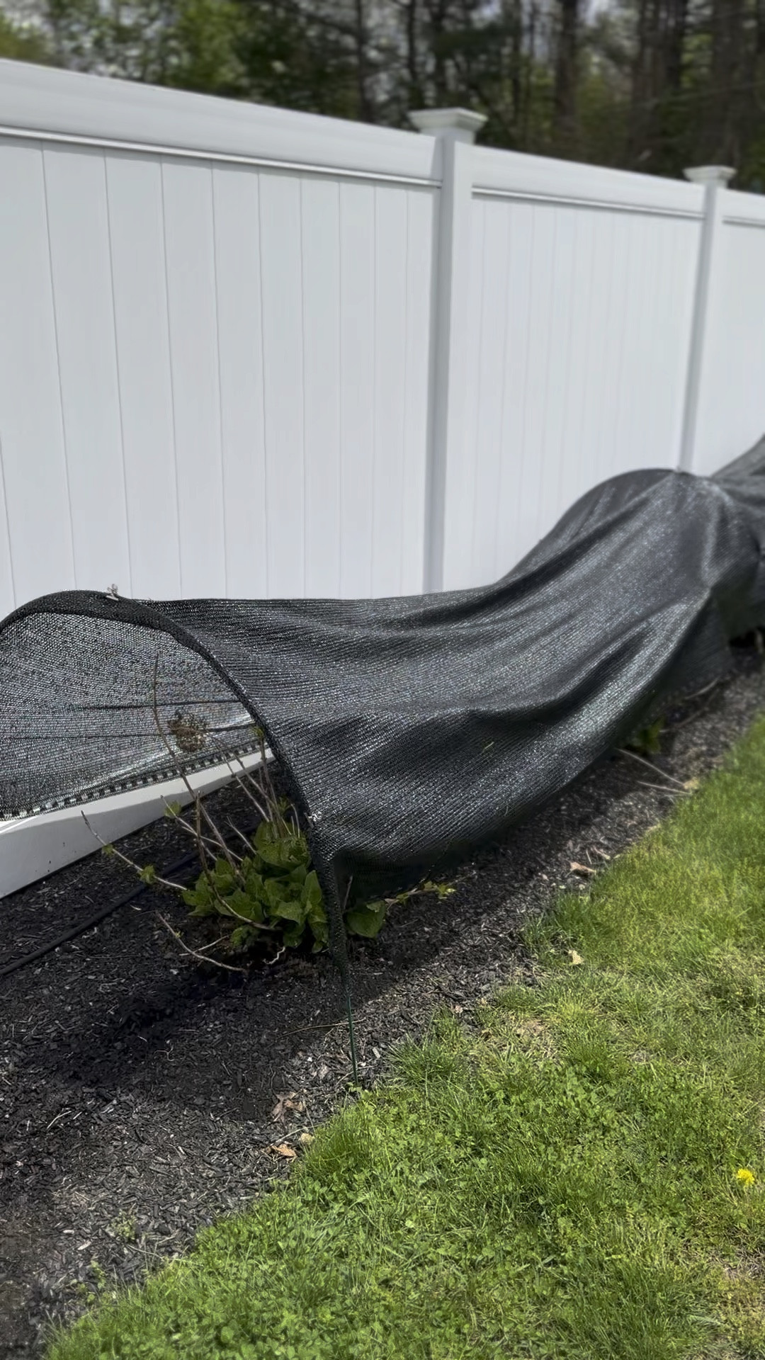 Hydrangea huts because they just get too much sun/heat here before their leaves full come in. I take these off in about a month or so when they can self shade 

#LTKHome #LTKSeasonal