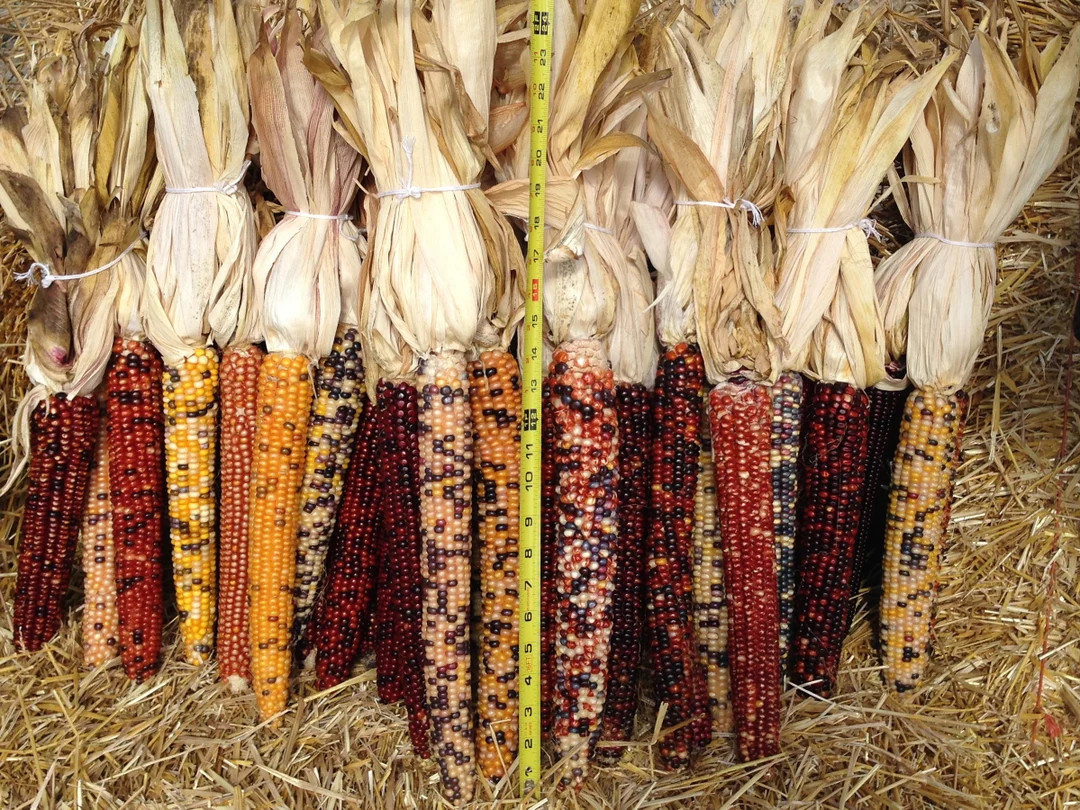 Clovers Garden Giant Decorative Indian Corn - 2 Bunches of 3 Ears on Husk- Ears Approx 1 Foot Lon... | Etsy (US)