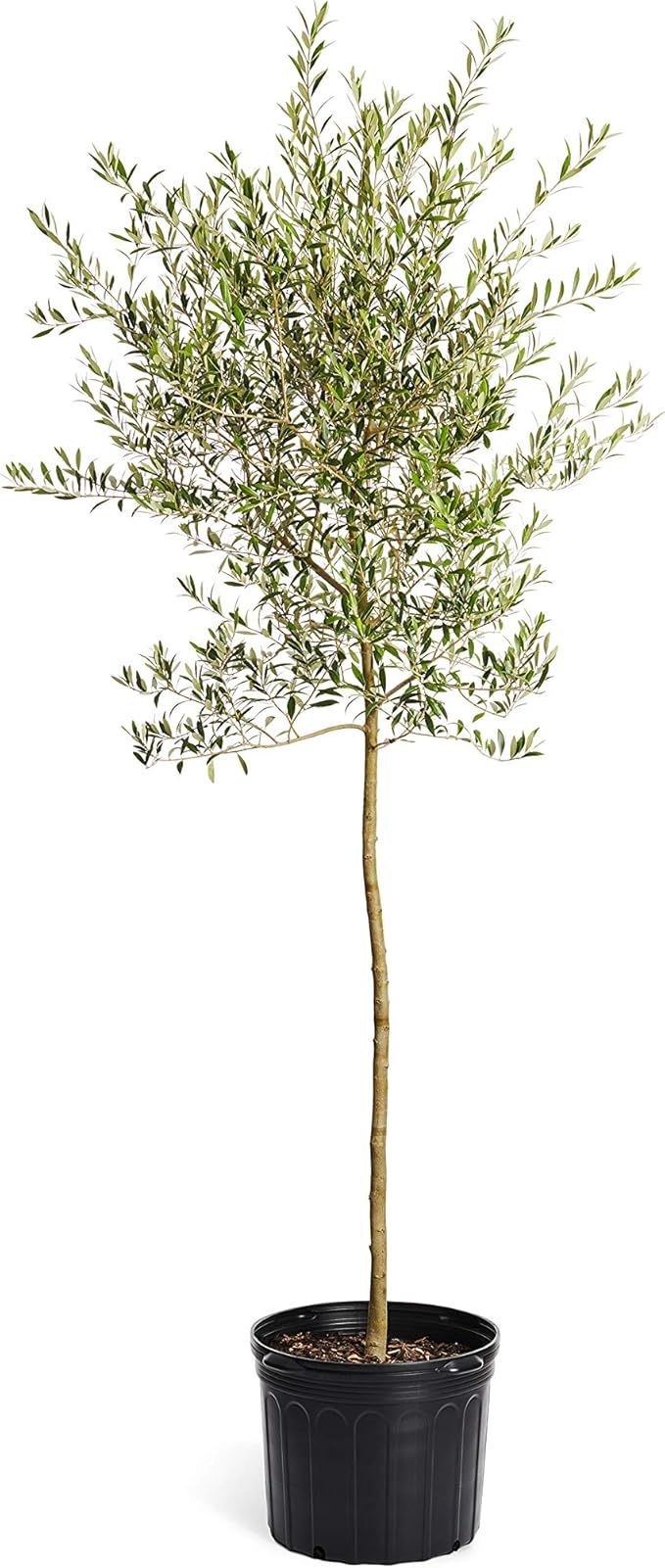 Brighter Blooms - Arbequina Olive Tree, 5-6 Feet Tall - Indoor/Patio Live Olive Trees - No Shippi... | Amazon (US)