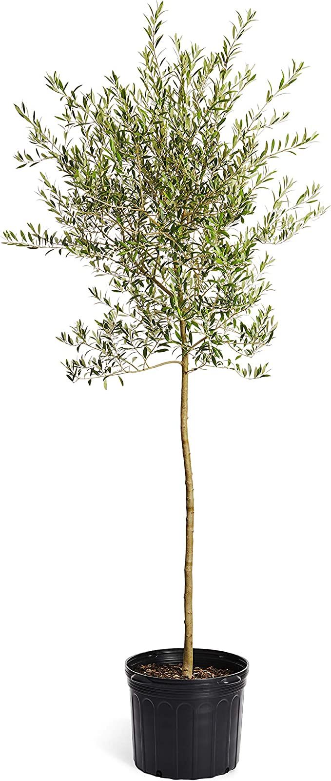 Amazon.com : Brighter Blooms - Arbequina Olive Tree - 5-6 Feet Tall - Indoor/Patio Live Olive Tre... | Amazon (US)