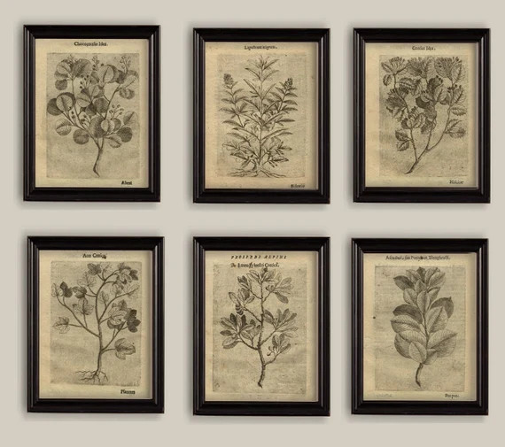 Old Botanical Sepia Vintage 17th Century Illustrations - Etsy UK | Etsy (UK)
