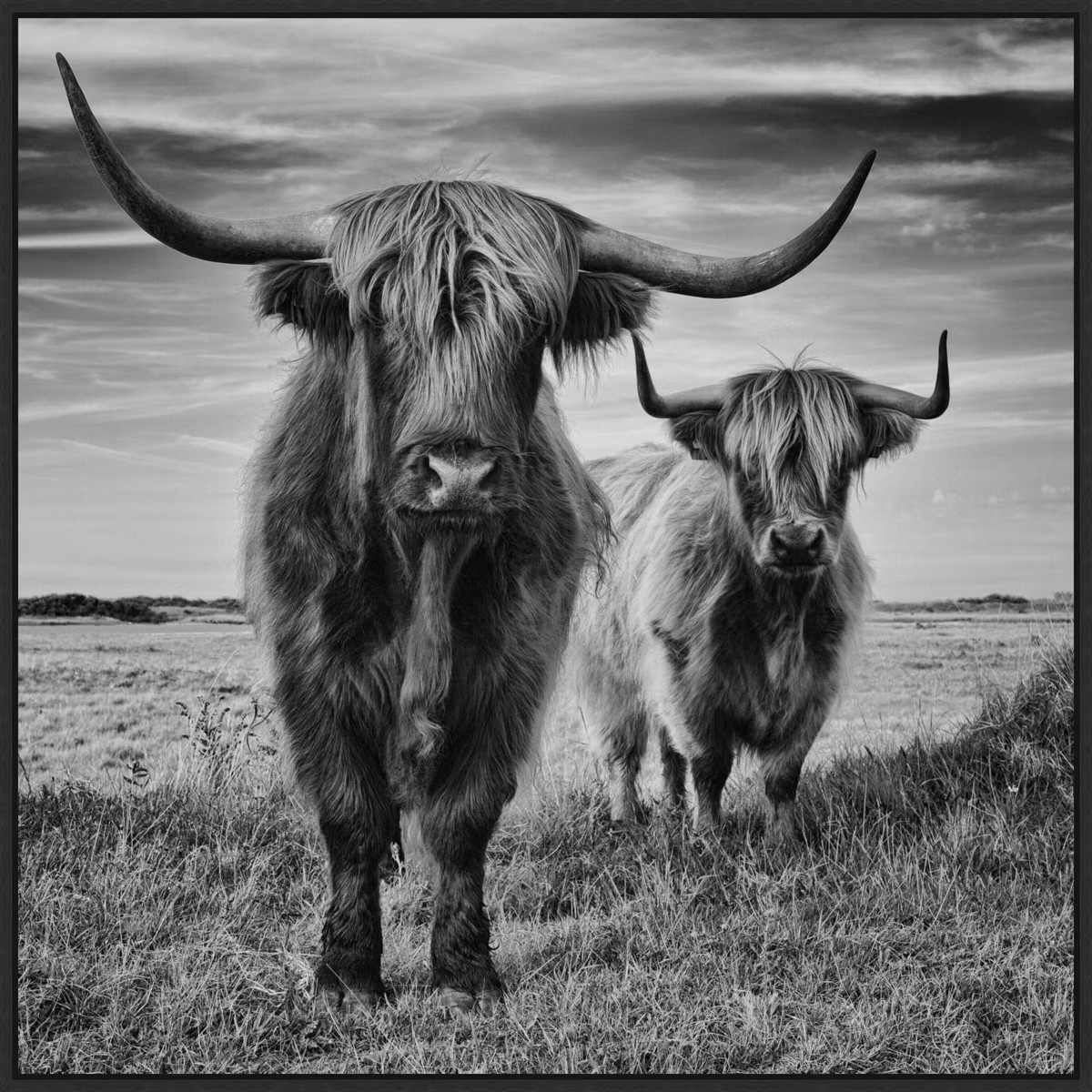 30" x 30" Highland Cow Couple by Stephane Pecqueux Framed Canvas Wall Art Print - Amanti Art | Target