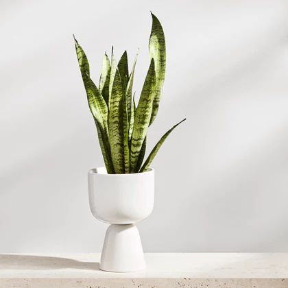 Nappula Plant Pot | 2Modern (US)