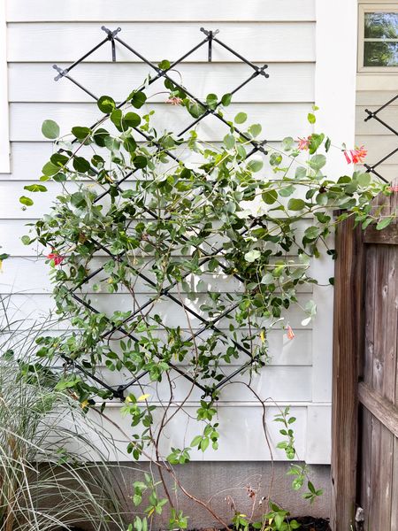 I found the perfect trellis that’s not only beautiful and so well-made but also affordable! Linking two here (they’re identical but at different price-points!) 


#LTKFindsUnder100 #LTKSeasonal #LTKHome