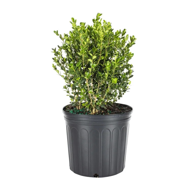 Expert Gardener 2.5QT Boxwood Wintergreen Live Shrub Plant Sun | Walmart (US)