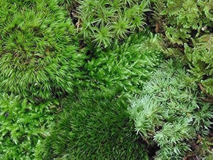 Tin Roof Treasure Live Terrarium Moss Assortment | Amazon (US)