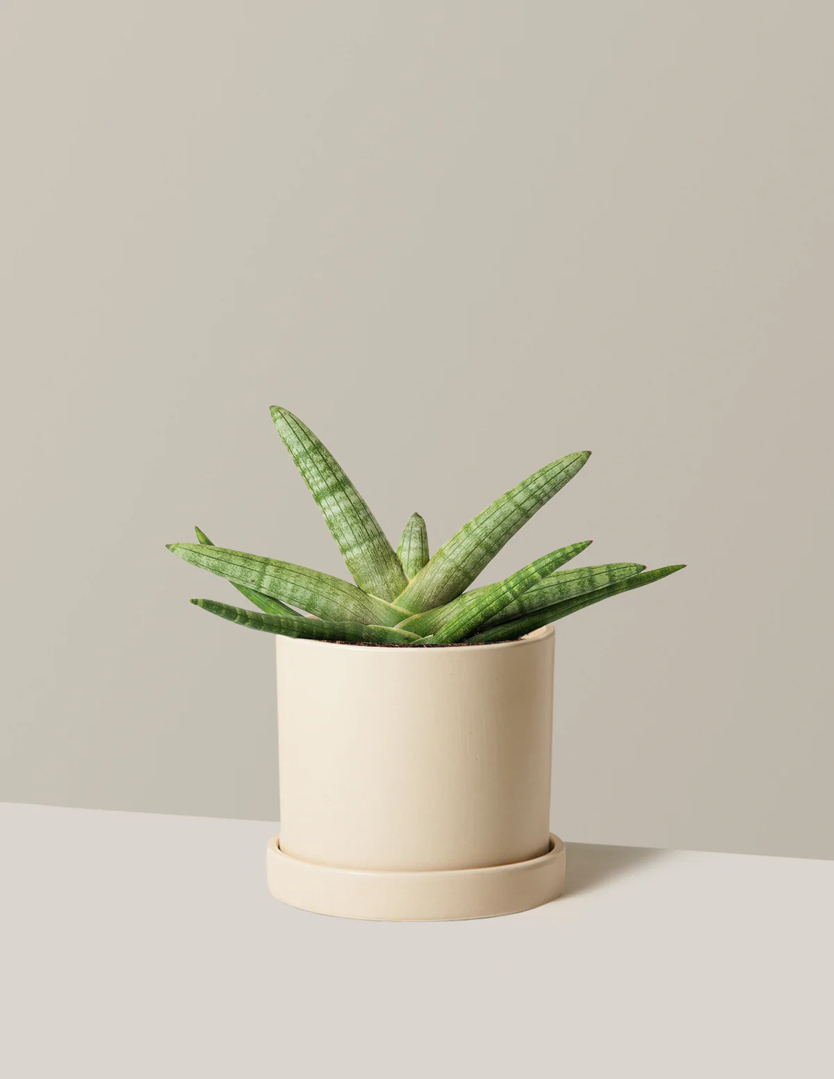 Snake Plant Starfish | The Sill