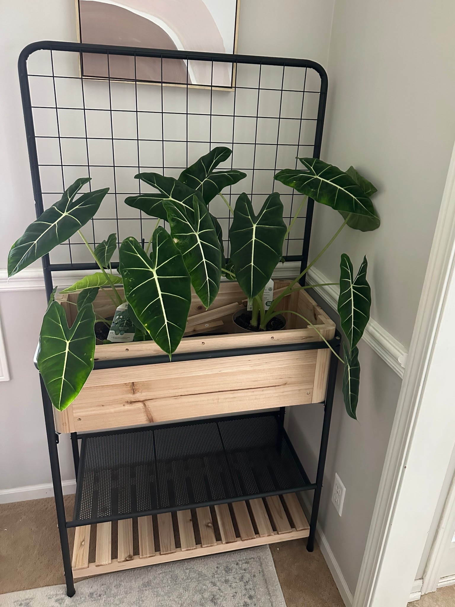 Raised plant stand with trellis 

#LTKSeasonal #LTKFindsUnder100 #LTKHome