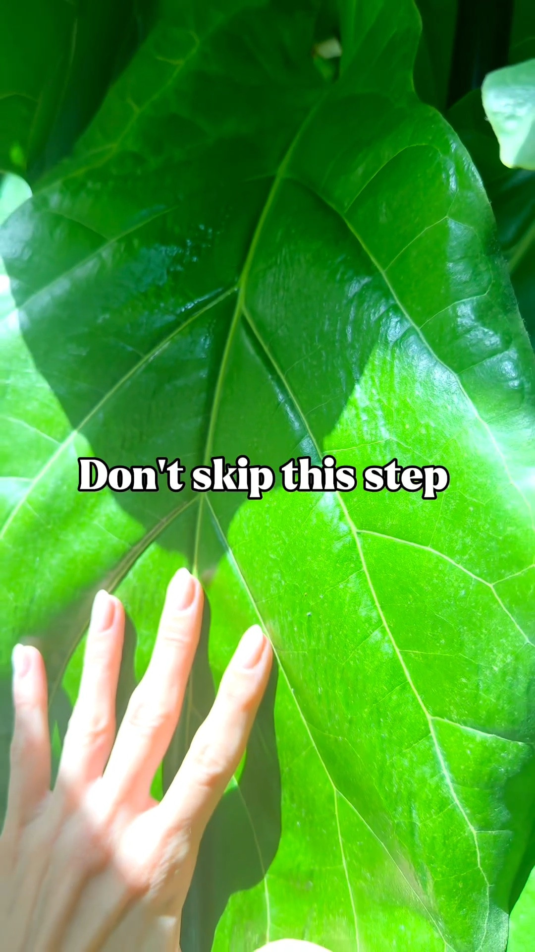 For the first two years, my Fiddle Leaf Fig grew, but very slowly. 

In 2025, I started feeding it consistently, and that’s when I saw a huge shift. More new leaves, stronger growth, and it just kept going.

Now in 2026, it’s still pushing out new growth. 

Light gives your plant the energy to grow, but it still needs nutrients to support all that new growth. For mine, getting consistent with both made all the difference.

Want to know the plant food I use? Comment “NEED” and I’ll send you the details. 

#FiddleLeafFig #FiddleLeafFigCare #PlantCare #HouseplantTips #IndoorPlants

#LTKBeauty #LTKHome #LTKOver40