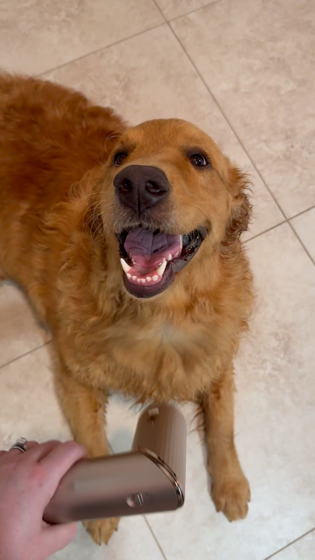 Ellie approves of the Shark Flexstyle! 

#LTKBeauty #LTKStyleTip #LTKPets