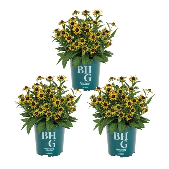 Better Homes & Gardens 2QT Yellow Rudbeckia Live Perennial Plant Sun 3-Pack | Walmart (US)