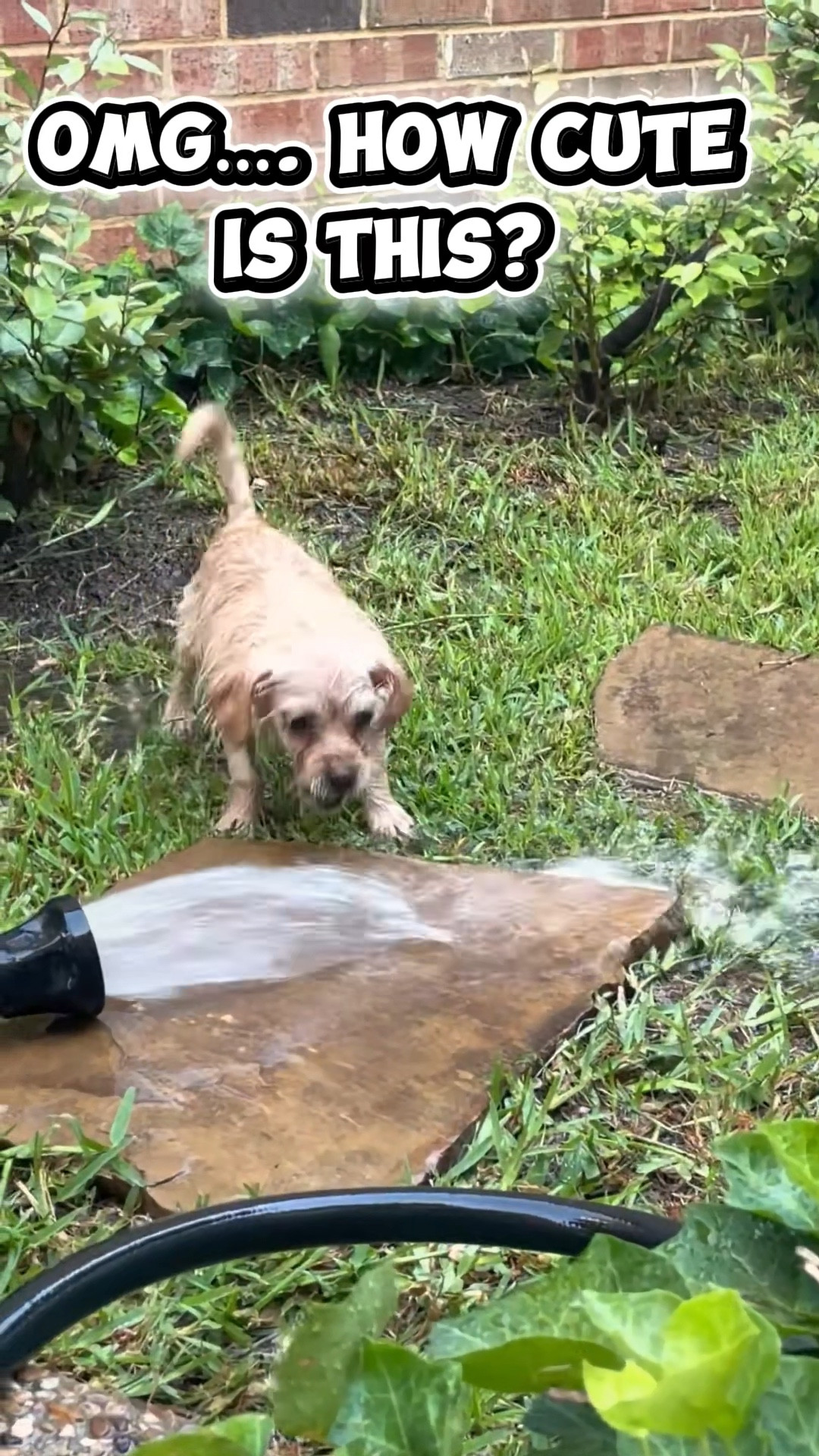 OMG…. Harley is such a cutie! 

#LTKPets