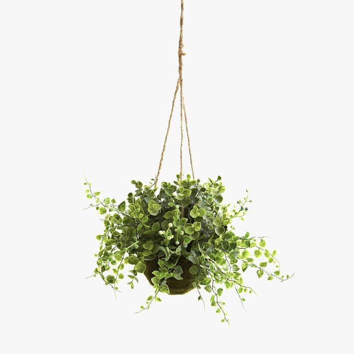 Eucalyptus, Maiden Hair, and Berry Hanging Basket (S/3) | Pottery Barn Teen