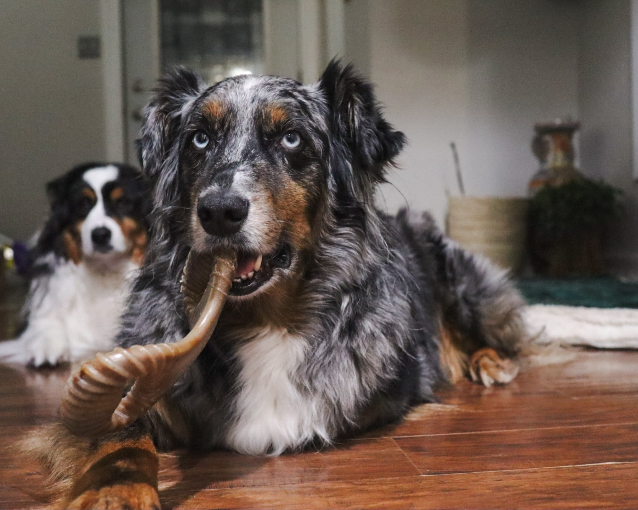 Good soup. - Finn probably 

Finn loves his Benebones! 

#dogs #dog 

#LTKGiftGuide #LTKfindsunder50 #LTKhome
