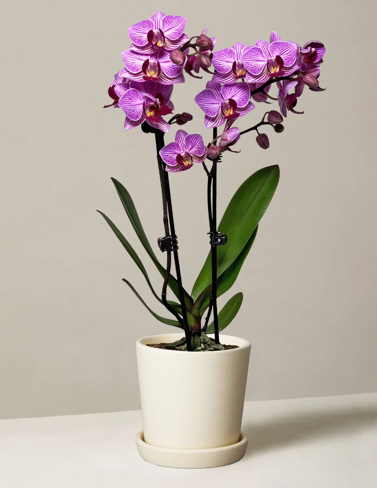 Petite Pink Orchid
    $78 | The Sill