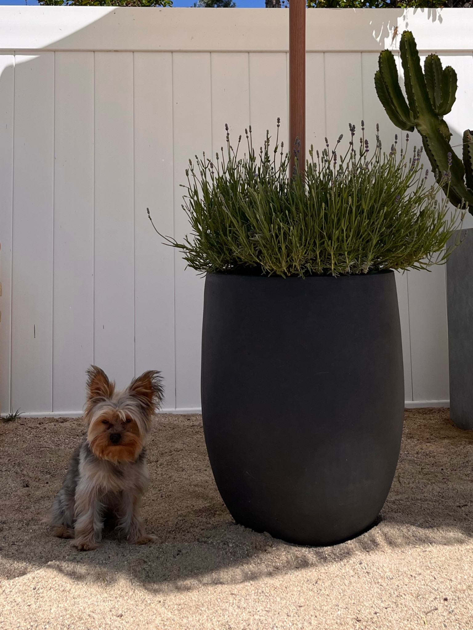 Aesthetic Outdoor planter pot 🪴🤍

#LTKStyleTip #LTKHome
