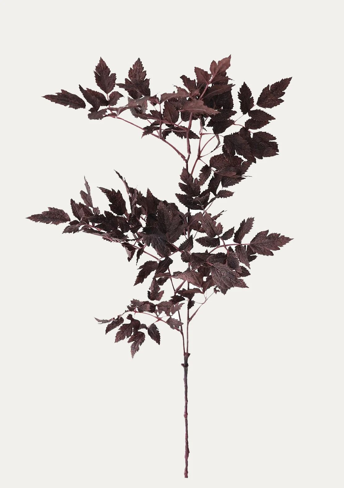 Plum Purple Cimicifuga Ramosa Foliage | Fake Fall Leaves | Afloral.com | Afloral