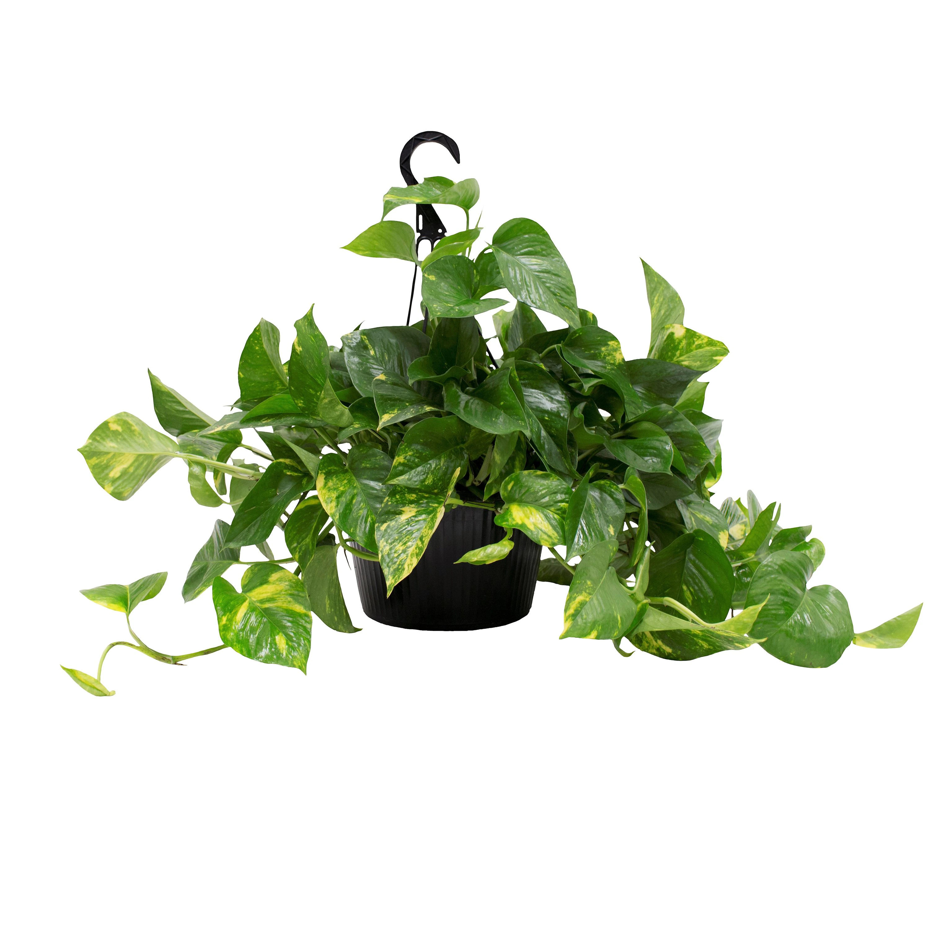 Costa Farms Easy To Grow Devil's Ivy Golden Pothos House Plant in 10-in Hanging Basket | CO.PO10.1.HB.BLK | Lowe's