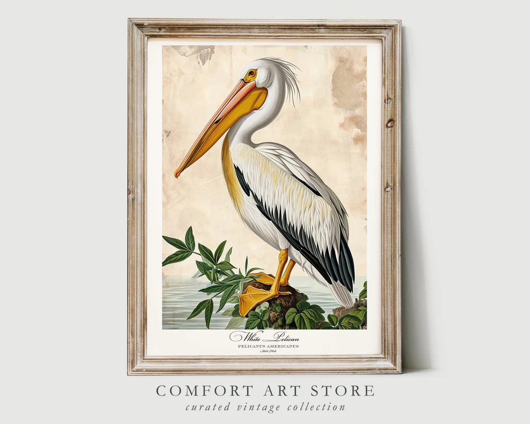 Audubon Style Bird Print Bird Lover Gift White Pelican Poster Vintage Nature Retro Botanical Wall... | Etsy (US)
