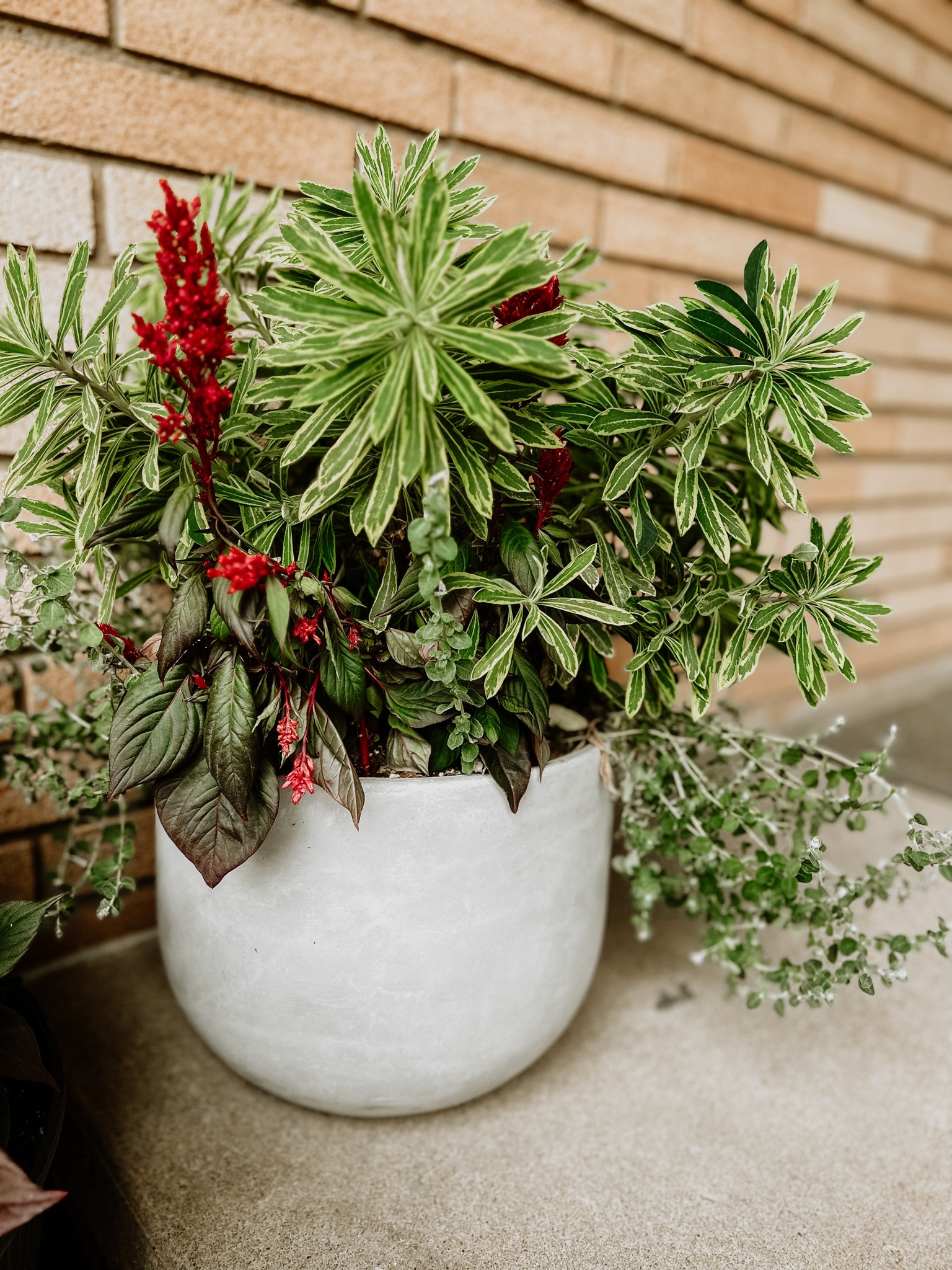 My favorite pots from target! Love the cement look!