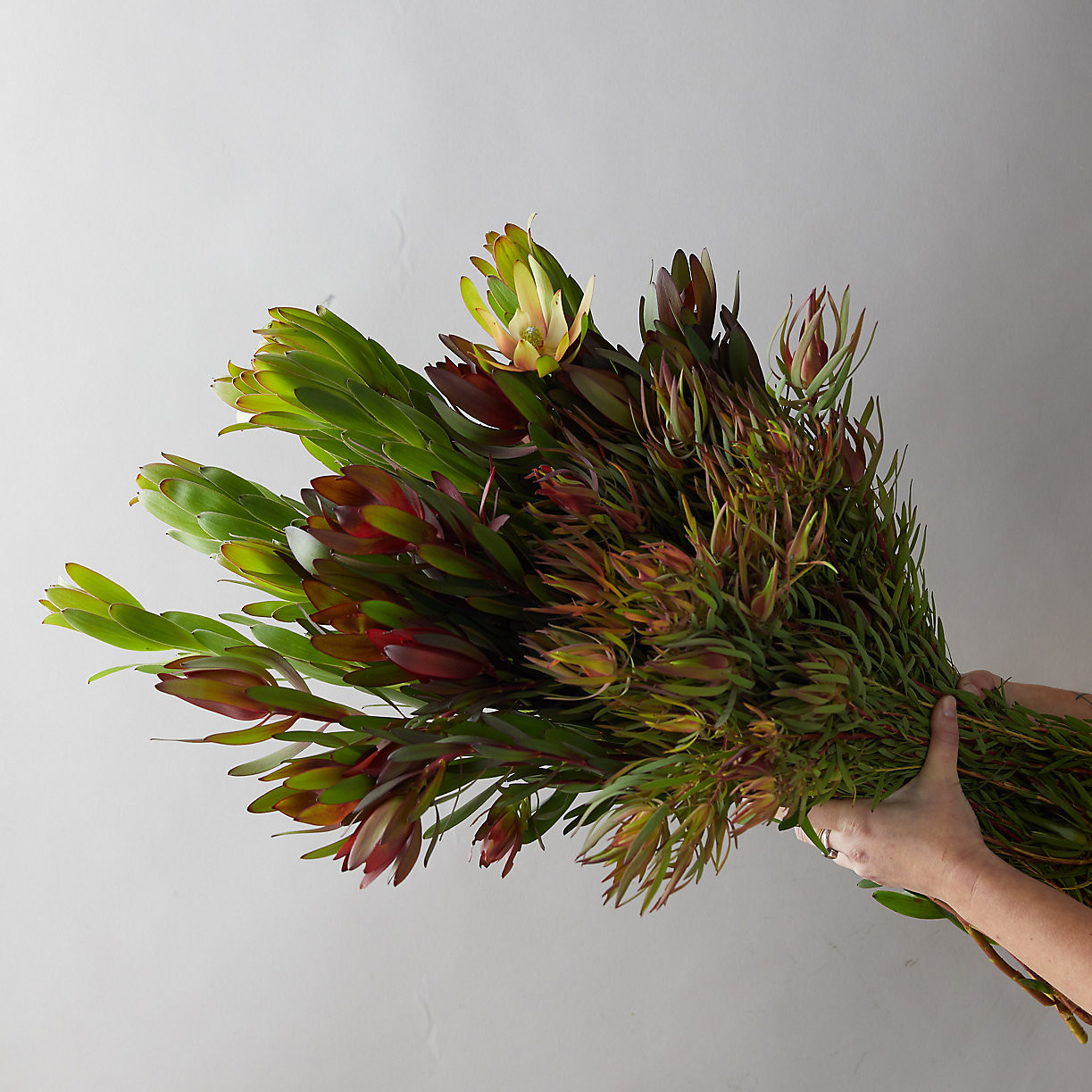 Fresh Mixed Leaucadendron Bunch | Terrain