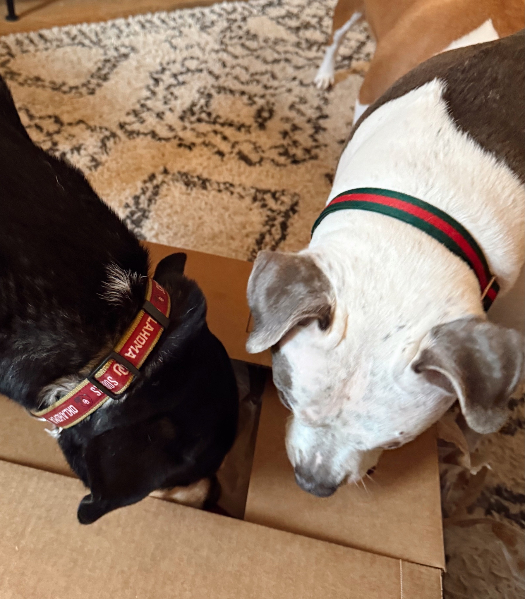 Chewy delivery day means the world’s happiest pups. 🐾❤️

#LTKGiftGuide #LTKHoliday