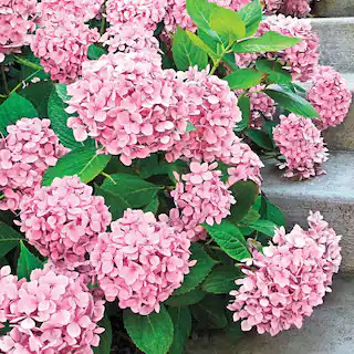 Spring Hill Nurseries 3 Gal. Pot Forever Pink Hydrangea, Deciduous Flowering Shrub (1-Pack) 89528... | The Home Depot